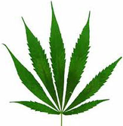 Quando si può utilizzare cannabis a scopo terapeutico