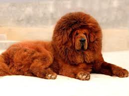 Come curare un mastino tibetano