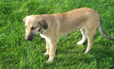 Perché i cani mangiano l'erba?