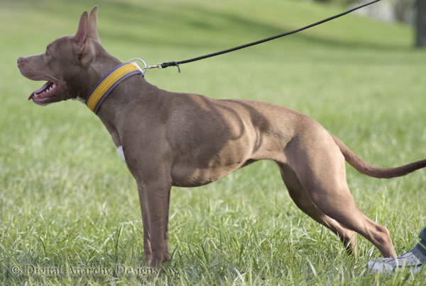 Come insegnare al cane il comando "in piedi"