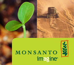 Monsanto e i suoi semi OGM, cosa c'è da sapere?
