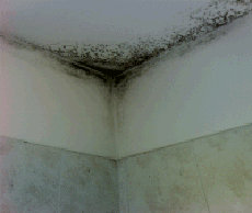 Come eliminare le muffa sul muro