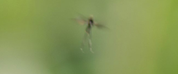 Fata catturata in una foto