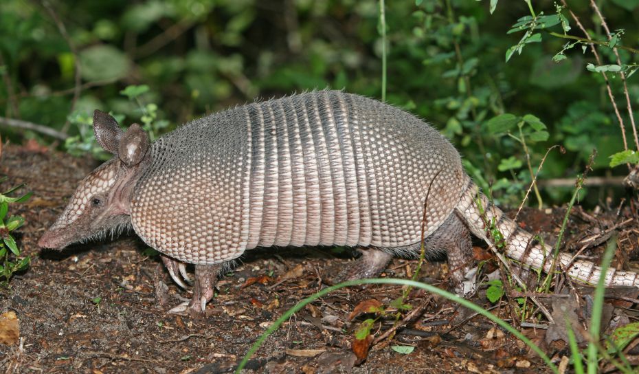 Spara accidentalmente alla suocera - il proiettile era rimbalzato su un armadillo