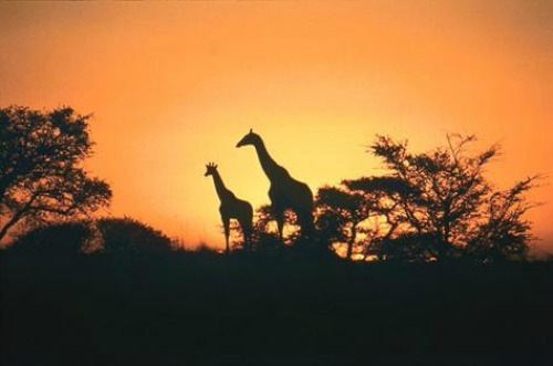 Viaggio di nozze in Africa