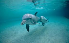 Il mare