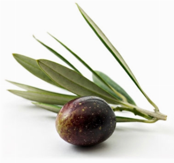Crema viso realizzata con l'olio d'oliva