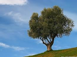 Perchè si pota l'olivo