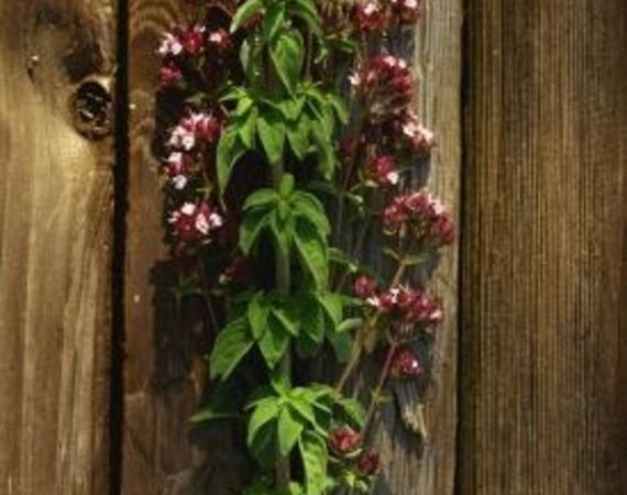 Come congelare l'origano