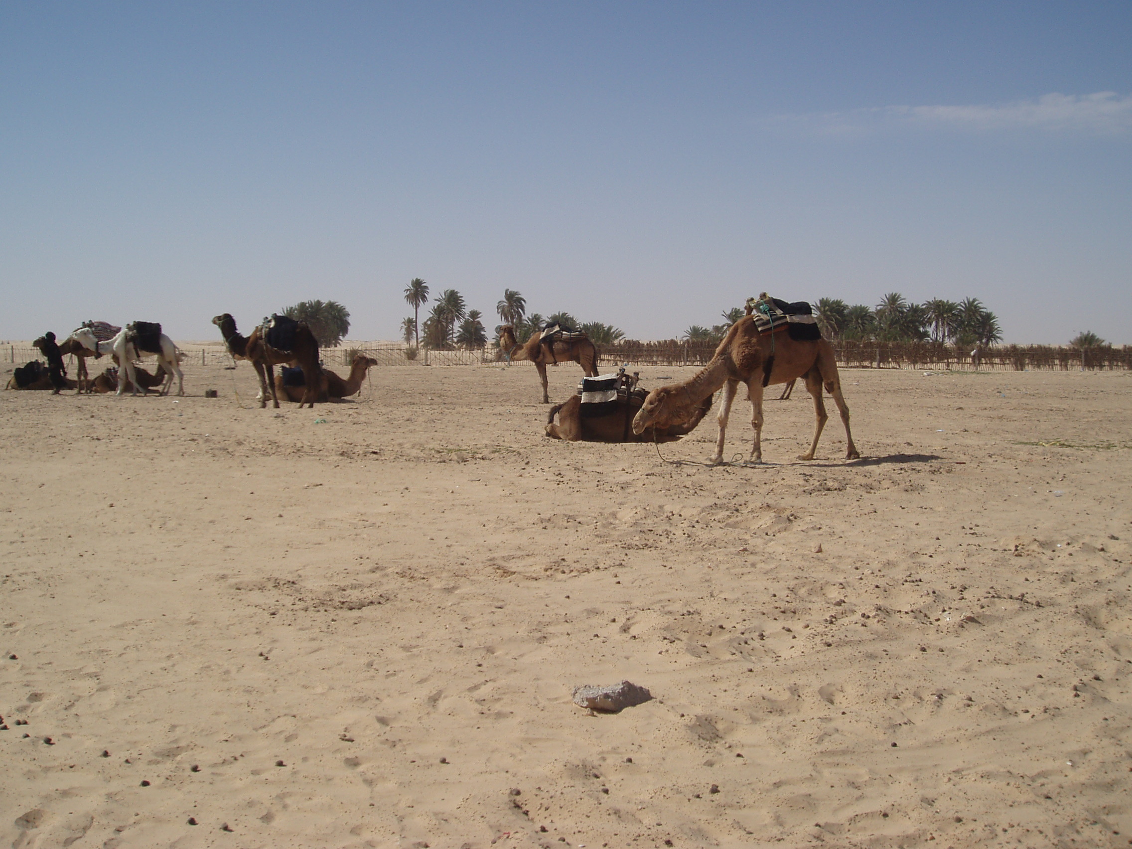 Come arrivare a Deserto del Sahara