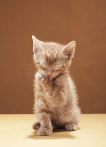 I rischi dei boli di pelo nei gatti