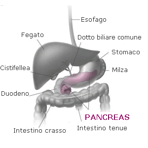 Qual'è la funzione principale del pancreas?
