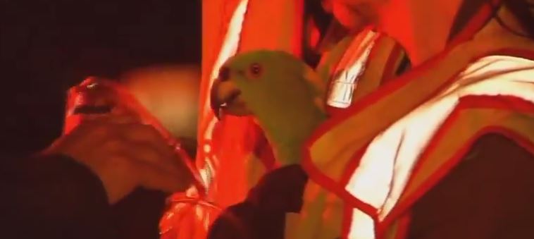 Pappagalli salvati da un incendio dopo che urlano "Aiuto! Al fuoco!"