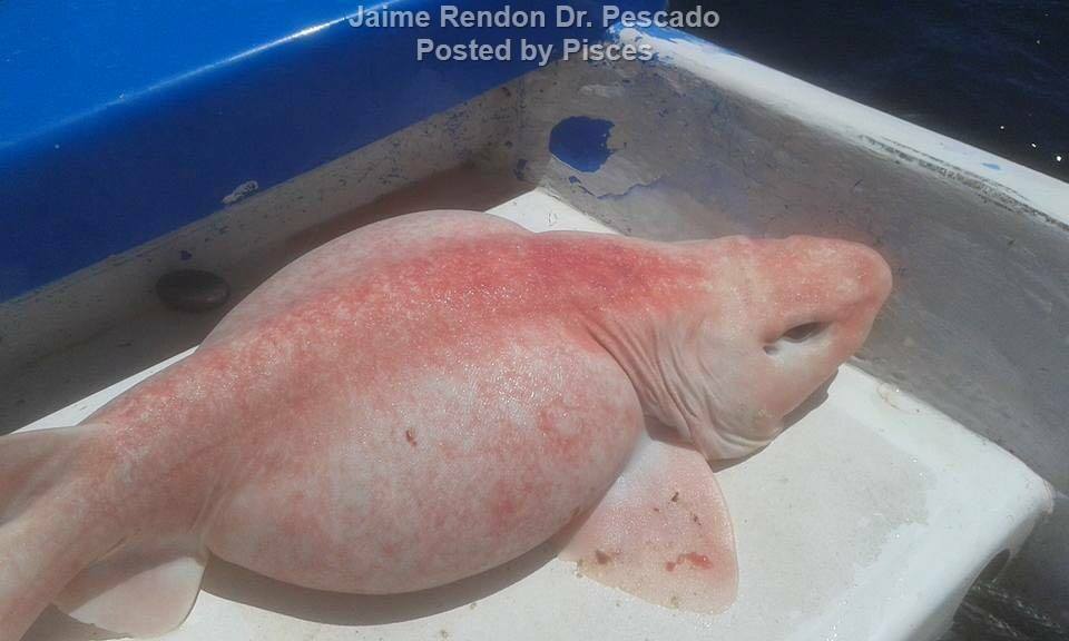 pesce alieno in messico