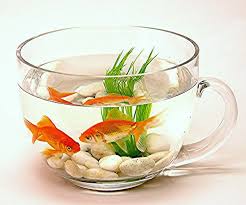 Come tenere un pesce rosso in una boccia