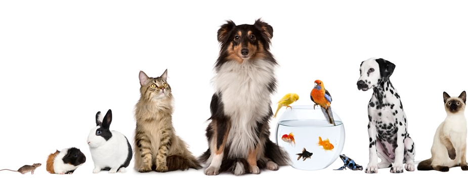 4 consigli per scegliere il proprio animale domestico