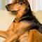 Come evitare che un cane abbai ad altri cani