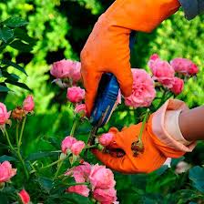 Come effettuare la potatura delle rose