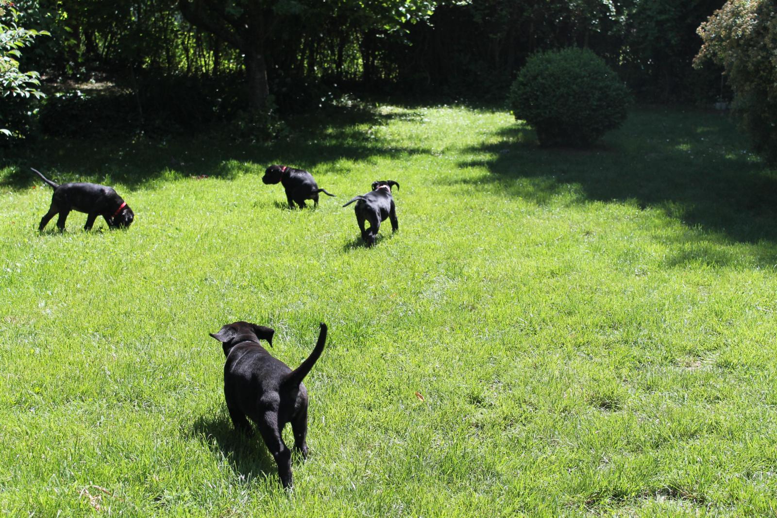 Come far correre il proprio cane sui prati