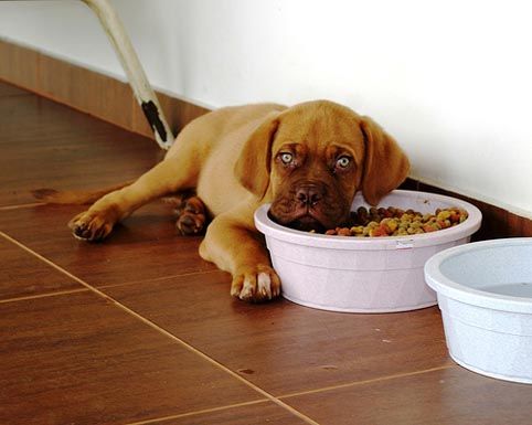 Come fare in casa il cibo per i cani