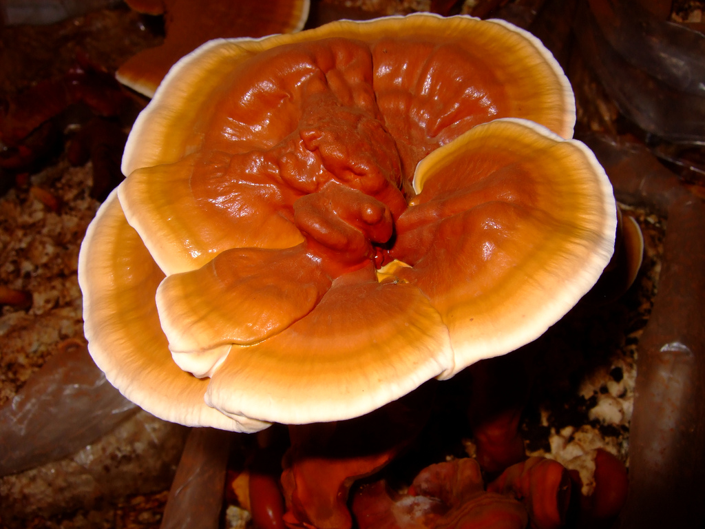 Che cos’è il Reishi?