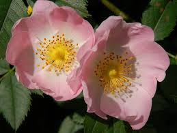 Come coltivare la rosa canina