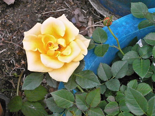 Come coltivare le rose sul balcone