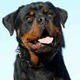 Il carattere del Rottweiler
