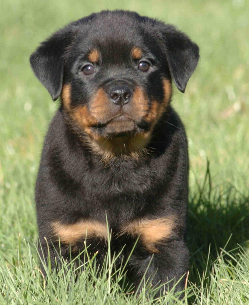 Come addestrare un cucciolo di Rottweiler