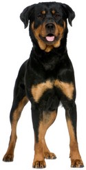 Le razze di cani più intelligenti