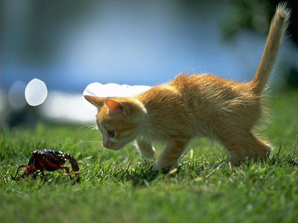 Come capire quanto tempo ha un gattino