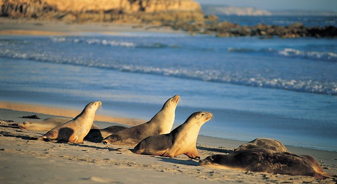 Diario di viaggio: Kangaroo Island (Paradiso di fauna selvaggia) Australia