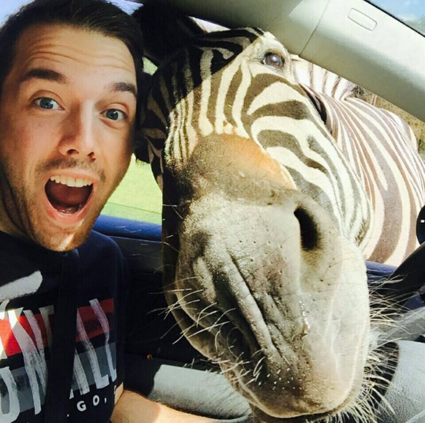 Zebra si fa un selfie con un turista
