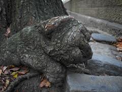 Albero a forma di "cane che dorme" scoperto a New York