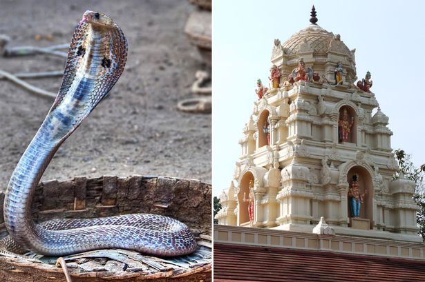 Cerca di sposare un cobra credendolo la reincarnazione di una bella donna