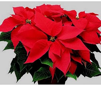 5 piante da avere durante le festività facili da curare