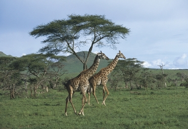 Cosa vedere in Tanzania