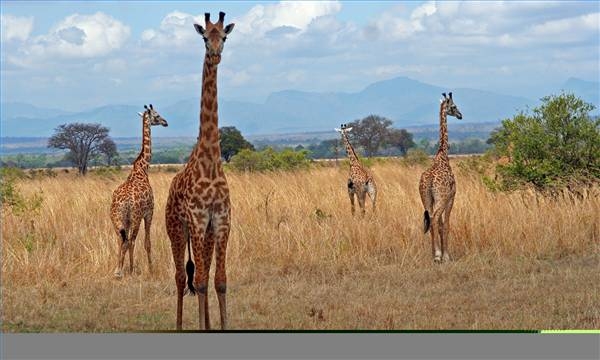 Quando andare in Tanzania