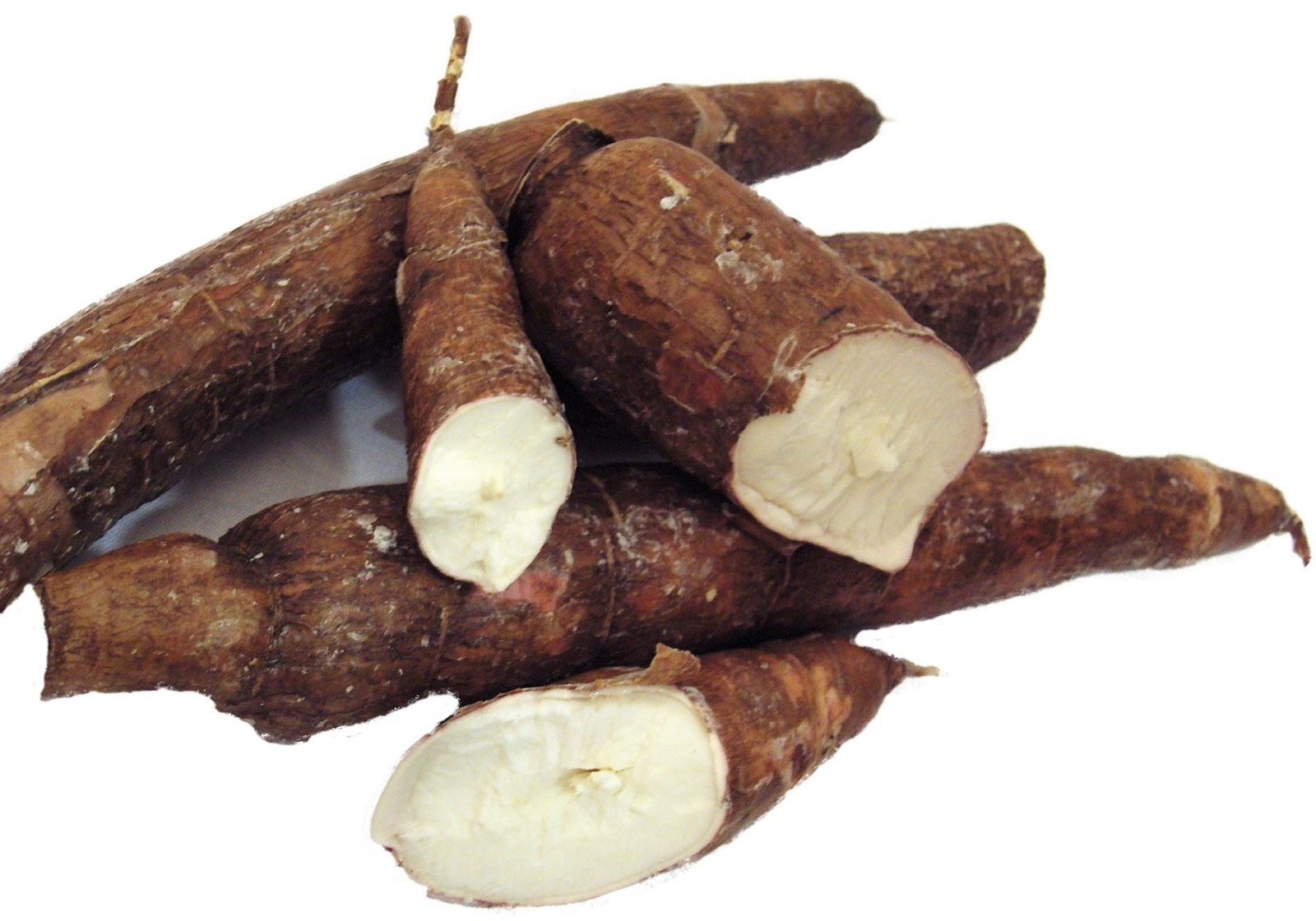 tapioca radice