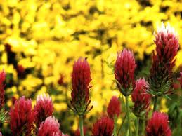 Medicine naturali per la tosse