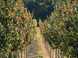 I giardini per gli alberi e le piante