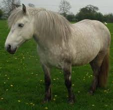 Pony dell'Asturia: caratteristiche della razza anche conosciuti come Astrocones o Astrurcon