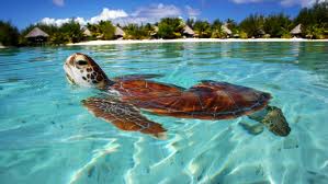 Escursioni a Bora Bora
