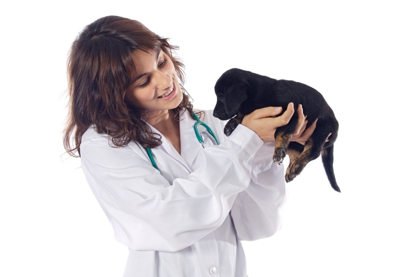Come affrontare la paura di Fido per il veterinario