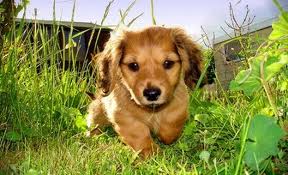 Come levare le zecche al proprio cane