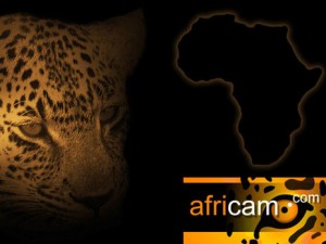 Africam: l’Africa da casa tua