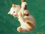 Hai un gatto? Una guida gratuita per ogni occasione!