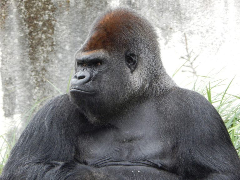 gorilla gorilla
