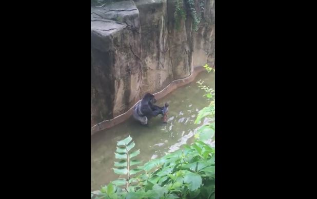 gorilla