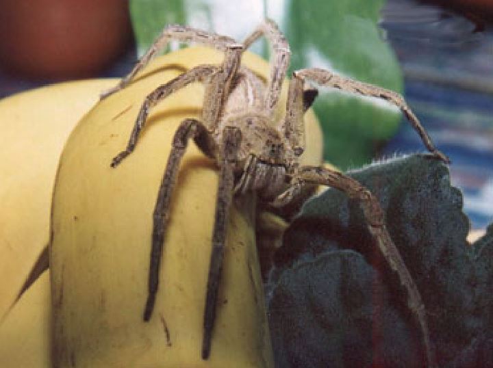 ragno nelle banane